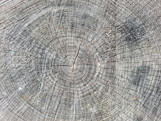 Fototapeta premium Coupe d'arbre