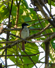 Shining flycatcher or Myiagra alecto seen in Nimbokrang in West Papua, Indonesia