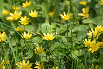 Ranunculus ficaria blooms in the wild
