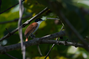 Shining flycatcher or Myiagra alecto seen in Nimbokrang in West Papua, Indonesia