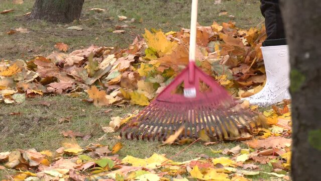 Man cleaning fallen autumn leaves in the backyard.  Close-up of a rake picking up fallen leaves in autumn. Man with a fan rake clears the yellow leaves from the park
