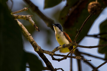 Shining flycatcher or Myiagra alecto seen in Nimbokrang in West Papua, Indonesia