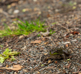 American bullfrog on the ground. Example of camouflage.