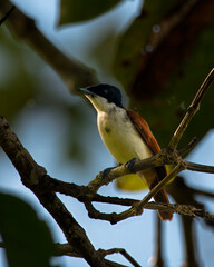 Shining flycatcher or Myiagra alecto seen in Nimbokrang in West Papua, Indonesia