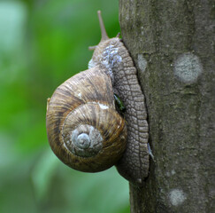 On the tree trunk - a large grape snail (Helix pomatia)