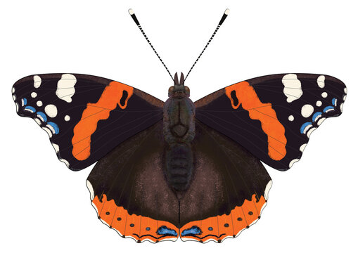 Digital illustration of the butterfly Vanessa atalanta, the red admiral on a transparent background