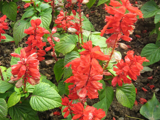 Red sage flowers and green leaves. View from above