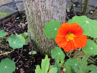 A large bright red nasturtium flower grows under a tree. Green leaves surround her