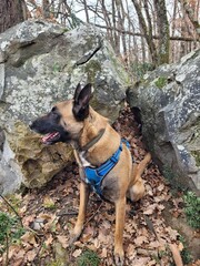 Malinois 