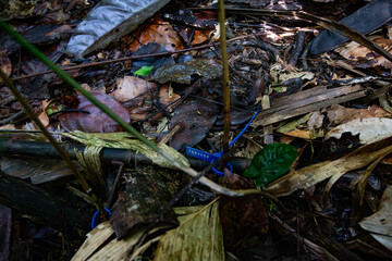Árvore catalogada em meio a floresta amazônica na comunidade Limão do Curuá, rio Amazonas, Brasil