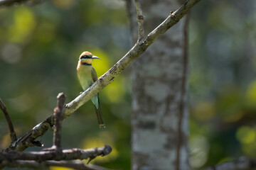Rainbow bee-eater or Merops ornatus seen in Nimbokrang in West Papua, Indonesia