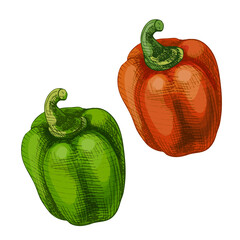 Whole sweet red and green bell peppers. Vector vintage hatching color illustration.