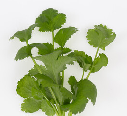 fresh green coriander