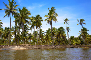 Obraz premium Palm trees on the river side, Ilha Atalaia, Canavieiras, Bahia, Brazil, South America.