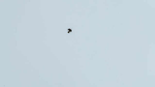 a skylark (Alauda arvensis) in overhead flight