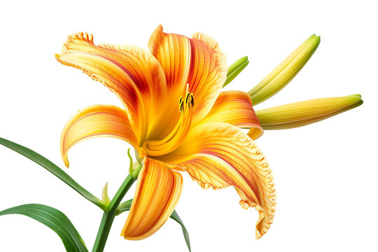 Day lily Spring Flower on Transparent Background