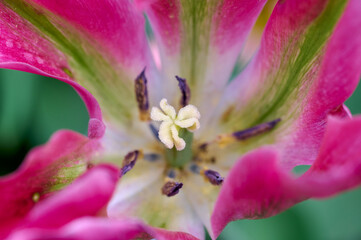 white pistils of a pink tulip flower with purple, darkblue stamens