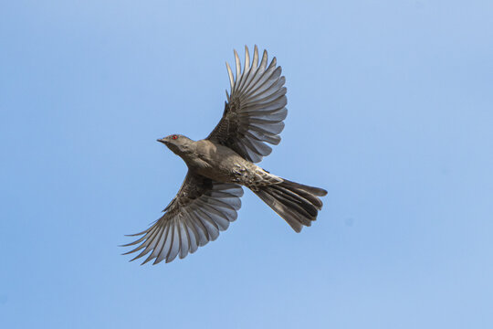 Phainopepla (Phainopepla nitens) in Flight