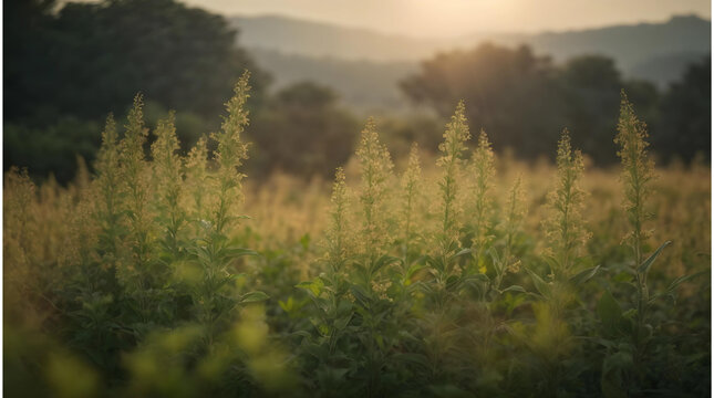 morning mist in the field © Abdul