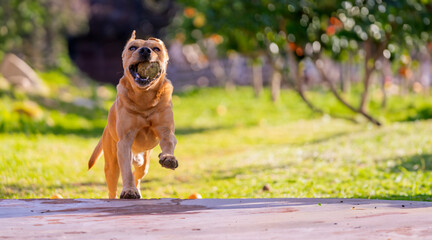 Joyful Dog in Mid-Run Playing Fetch in a Sunlit Garden