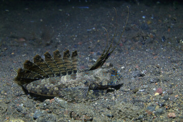 Dragonet