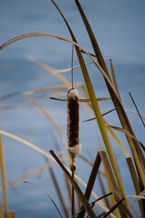Cattail