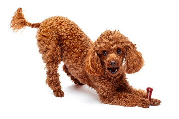 Cute red toy poodle with a treat on a white background. Isolate