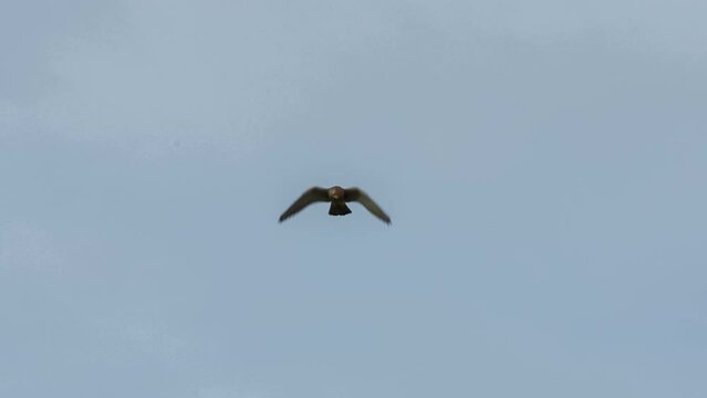 close up of a kestrel (Falco tinnunculus) bird of prey hovering whilst scanning for prey