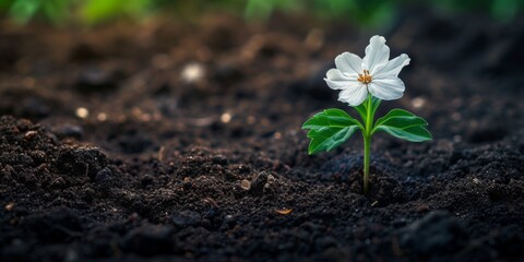 A Delicate Bloom Emerging Triumphantly From The Embrace Of Humble Soil. Сoncept Gardening Tips, Blooming Flowers, Soil Health, Plant Care, Sustainable Gardening