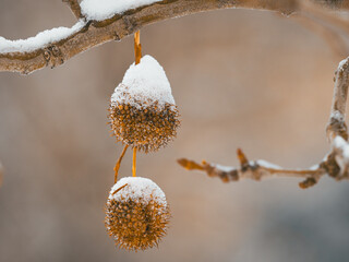 Schneebedeckte Früchte hängen an einem kleinen Zweig der Ahornblättrigen Platane (Platanus ×...