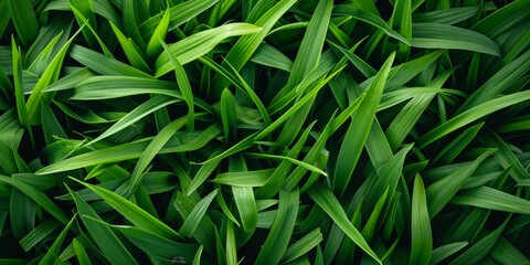 In-Depth Observation Of Vibrant Green Grass Blades. Сoncept Garden Landscaping, Diy Plant Care, Creative Flower Arrangements, Urban Rooftop Gardens, Sustainable Gardening - obrazy, fototapety, plakaty