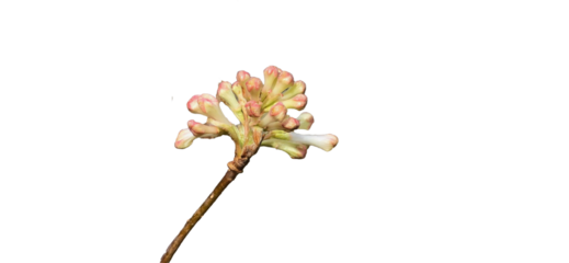 Viburnum, scientific name Viburnum carlesii, a bunch of white flowers that blooms in spring and has a far-reaching and seductive scent like a perfume on a black background