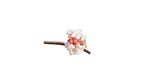 Viburnum, scientific name Viburnum carlesii, a bunch of white flowers that blooms in spring and has...