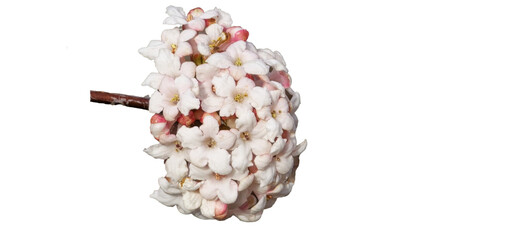Viburnum, scientific name Viburnum carlesii, a bunch of white flowers that blooms in spring and has...