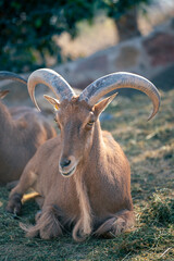 close up of a mountain goat