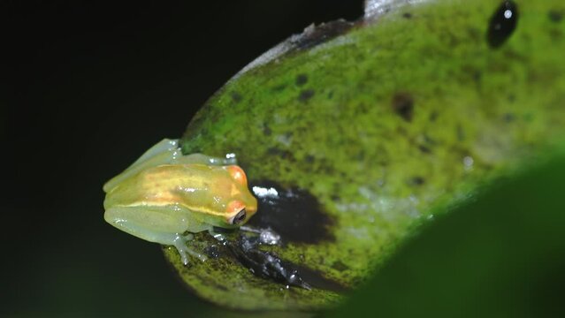 Glass frog on a water plant in Limoncocha National Biological Reserve in Ecuador, South America. Rainforests of the Amazon basin.