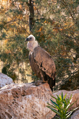 vulture perched on a rock