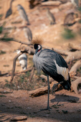grey crowned crane