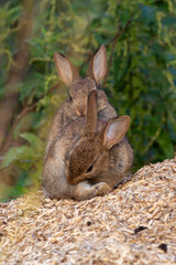 Naklejka na ściany i meble Family bonds of rabbits