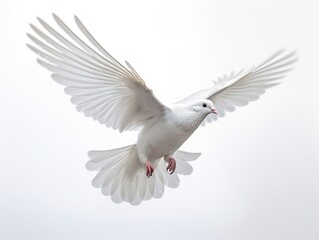 Obraz premium Dove in Flight Freedom and Hope Isolated on White Background AI Generated