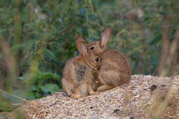 Family bonds of rabbits