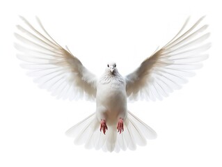 Obraz premium Dove in Flight Freedom and Hope Isolated on White Background AI Generated