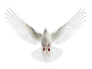 Obraz premium Dove in Flight Freedom and Hope Isolated on White Background AI Generated