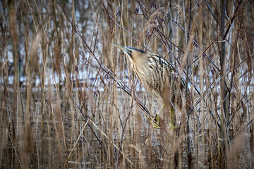 Eurasian bittern (Botaurus stellaris)