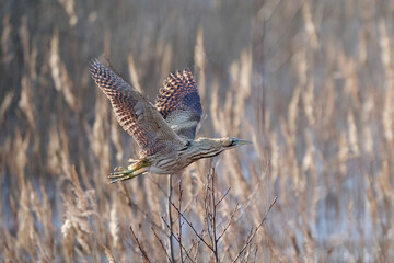 Eurasian bittern (Botaurus stellaris)