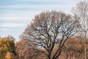 Against the backdrop of a cold winter evening, the abstract shapes of oak branches create a striking pattern in the forest