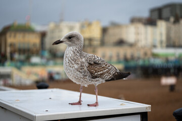 seagull on the pier