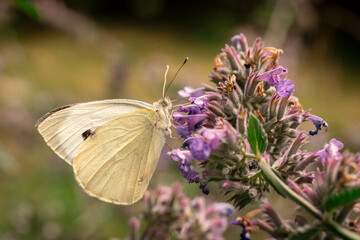 white butterfly on flower