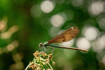 close up of dragon fly on a flower