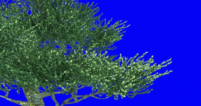 Green trees in the wind and bluescreen chroma key. 3D realistic tree animation. seamless loop video.